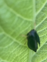 Limotettix anthracinus