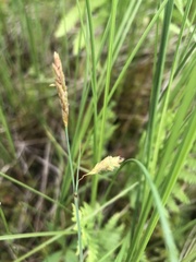 Carex limosa