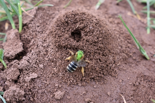 Bicolored Striped Sweat Bee, Nova Scotia, CA, photo 10 of 10