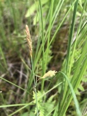 Carex limosa