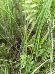 Carex limosa