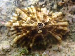 Fissurella barbadensis