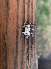 Leptostylus asperatus