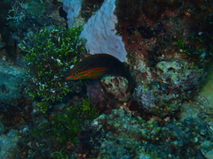 Halichoeres biocellatus