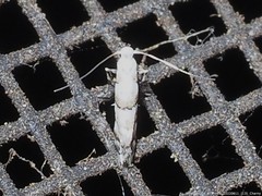 Argyresthia oreasella