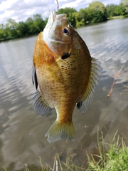 Lepomis macrochirus