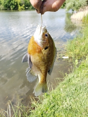 Lepomis macrochirus