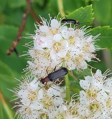 Grammoptera haematites