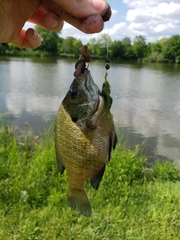 Lepomis macrochirus