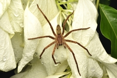 Cupiennius coccineus