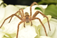 Cupiennius coccineus