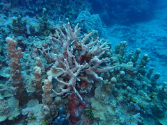 Porites deformis