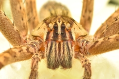 Cupiennius coccineus