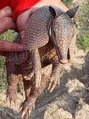 Dasypus sabanicola