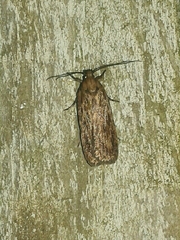 Depressaria daucella