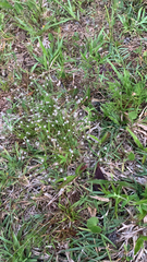 Lachnocaulon