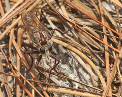 Proctacanthus gracilis