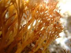 Cystoseira compressa