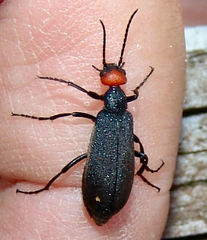 Epicauta atrata