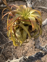 Tillandsia rothii