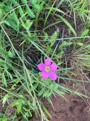 Sabatia campestris