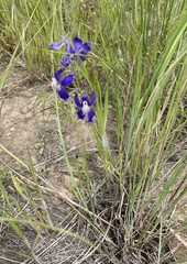 Delphinium sutherlandii
