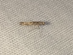 Neurobathra strigifinitella