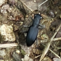 Dromochorus belfragei