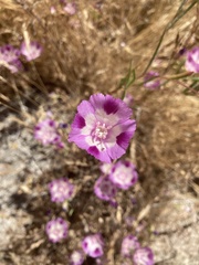 Clarkia williamsonii