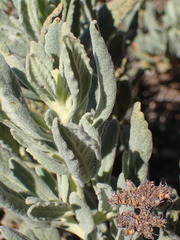 Eriodictyon traskiae