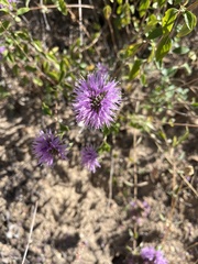 Monardella odoratissima glauca