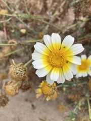 Glebionis coronaria