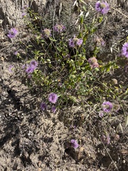 Monardella odoratissima glauca
