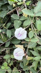 Centrosema vexillatum