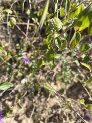 Monardella odoratissima glauca