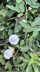 Centrosema vexillatum