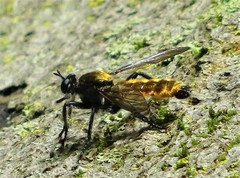 Laphria sericea