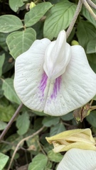 Centrosema vexillatum