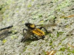 Laphria sericea