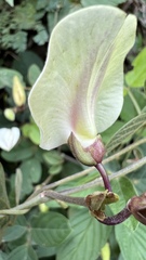 Centrosema vexillatum