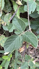 Centrosema vexillatum