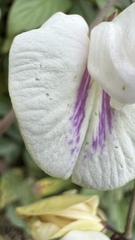 Centrosema vexillatum