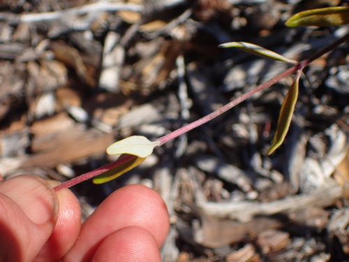 Image of Monardella hypoleuca by (c) George Williams, some rights reserved (CC BY)