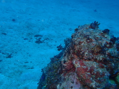 Epinephelus maculatus