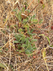 Acaena pinnatifida californica