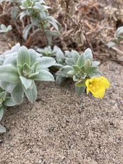 Camissoniopsis cheiranthifolia