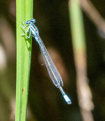 Enallagma divagans