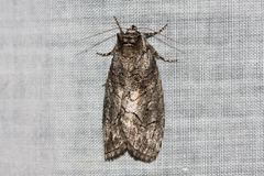 Nycteropa subovalis