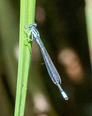 Enallagma divagans
