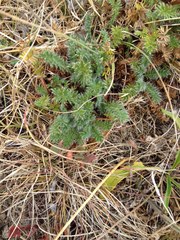 Acaena pinnatifida californica